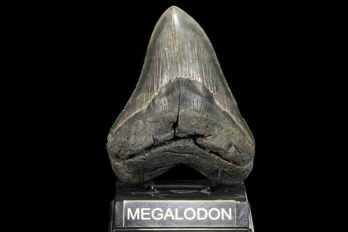 Serrated, Fossil Megalodon Tooth - Georgia #78182